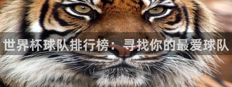 2026世界杯亚洲区预选赛：世界杯球队排行榜：寻找你的最爱球队