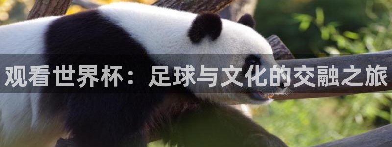 2026世界杯赛制：观看世界杯：足球与文化的交融之旅