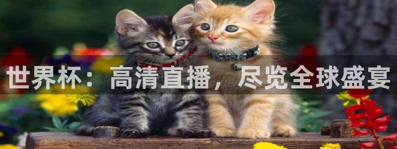 世界杯直播网：世界杯：高清直播，尽览全球盛宴